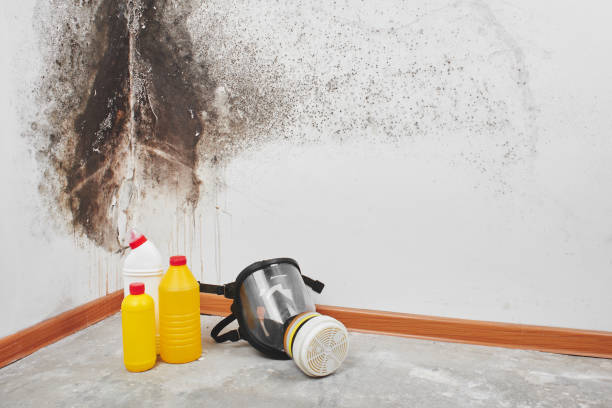 Best Mold Testing  in Kingston, OK