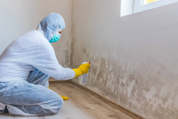 Best Local Mold Removal Service  in Kingston, OK
