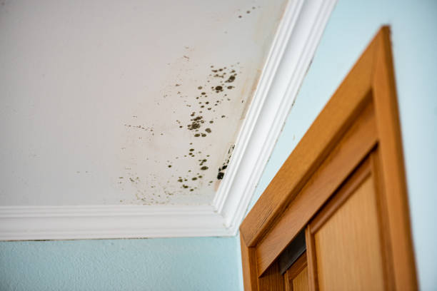 Mold Testing and Removal in Kingston, OK
