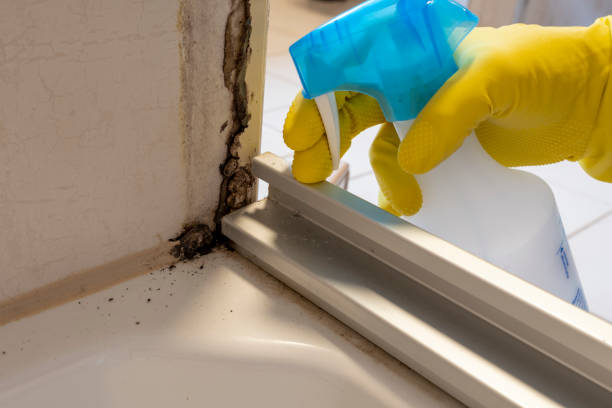 Best Best Mold Removal Companies  in Kingston, OK