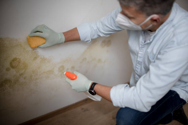 Home Mold Removal in Kingston, OK