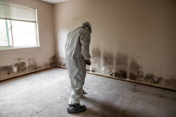Best Black Mold Removal  in Kingston, OK