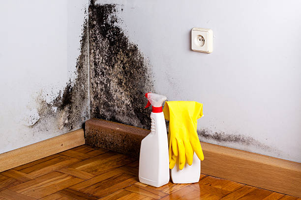 Best Commercial Mold Removal  in Kingston, OK