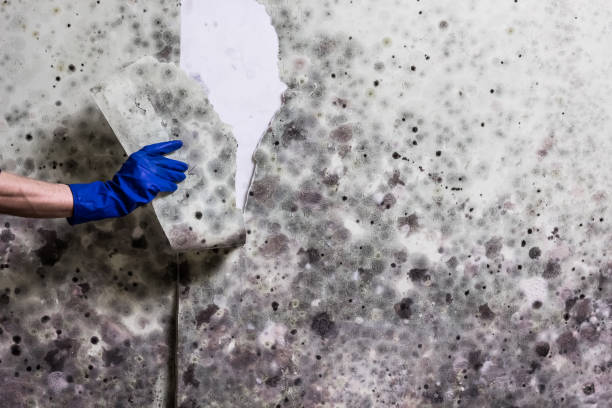 Best Mold Remediation Services  in Kingston, OK