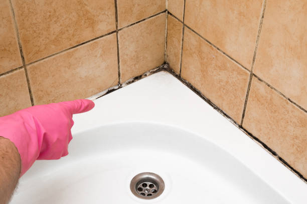 Best Mold Removal Process  in Kingston, OK